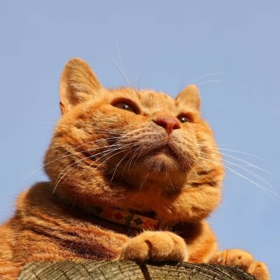 pogsinpogs56377's profile picture. 가상화폐 테슬라 2찍 우파 껒 / 여기서 주무시면 안됩니다 😑
롯데자이언츠 받고 자티비는 어디 신고해야 하나 시이이발 🔥