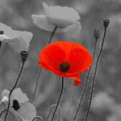 Tony_White1's profile picture. West Ham, Cricket, Music, Wine, Wife, Son, Food - Not in that order.