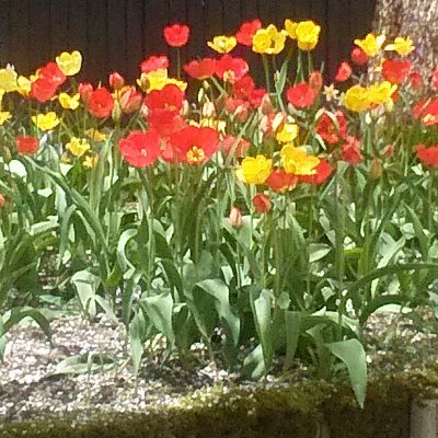 shoichisato0619's profile picture. 遠からず引退～インドネシアと日本の２拠点生活を計画中の老医。医療関係のお手伝いなどできぬか？と模索しつつ、英語+インドネシア語のスキルアップに励む日々。女房は亡くして独り者です。ちなみにカトリック教徒。