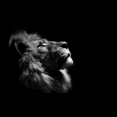 TheLionPage__'s profile picture. 