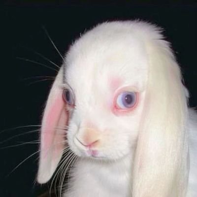 00110111N's profile picture. rabbid and stupid | edtwt | Eng  ₍˄·͈༝·͈˄*₎◞ ̑̑ Esp