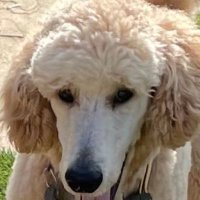 Cerys🌹 (@cerys318971) 's Twitter Profile Photo