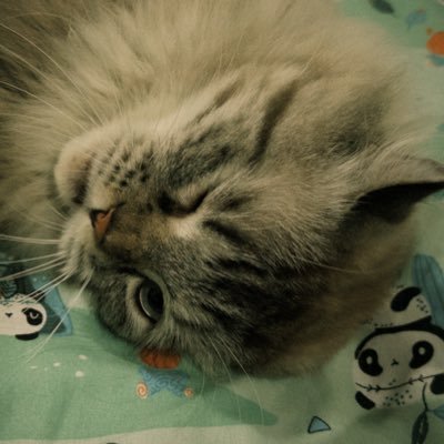 ikigaiya's profile picture. certified paperhands