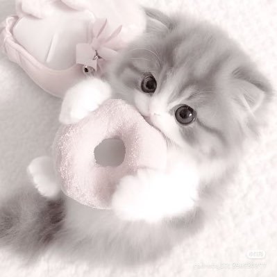 kollrxq's profile picture. Xアンスト済み。Tiktokで息をしています。