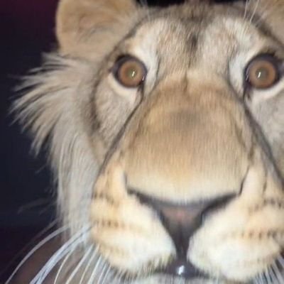 durvstappen's profile picture. the lioness does not concern herself with sleep