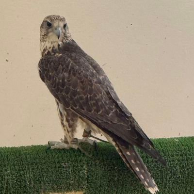 khalifamoh99's profile picture. 