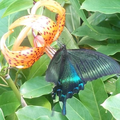 masuna_en's profile picture. ITエンジニア。好きなことは食べること、登山、旅行、ゲームなど🐧保有⇒IP/SG/FE/Java Silver/CLF🐑挑戦中⇒AP/AWS?