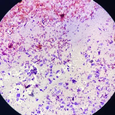 lecostellazioni's profile picture. 