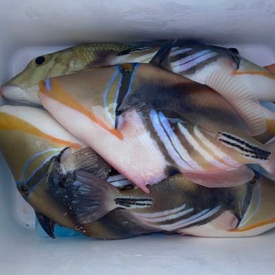 tototake0980's profile picture. 