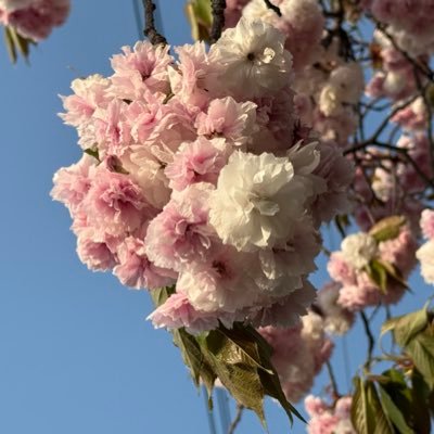 Rosesakura59904's profile picture. 飛行機大好き✈️ブルーインパルス勉強中 航空祭に行きたい