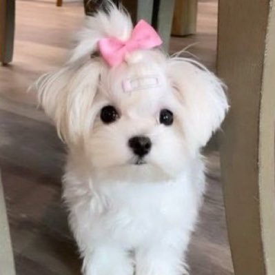 merryhongshi's profile picture. 