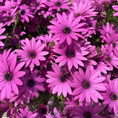 shindeckant's profile picture. Journalist by profession, All views are personal. Big Fan of Indian Army