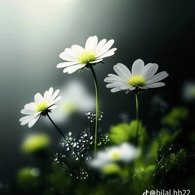 QadeemAb's profile picture. Agriculture