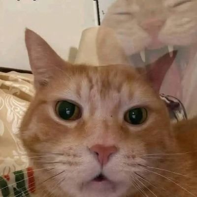 asykarsya's profile picture. 