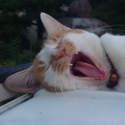 S15MDR's profile picture. 🇹🇼台湾加油🇹🇼