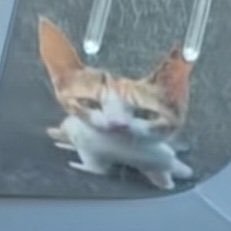 leemeowwww's profile picture. โย่