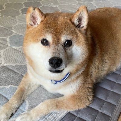 DisacodeEmika's profile picture. アニメ&舞台&ミュージカル好き（テニプリ、free!、マッシュル、刀ステ、薄ミュ）好きなキャラ（不二周助、蔵兎座、レイン、宗三、江雪、三日月、土方、風間、山南、斎藤）2.5俳優(佐々木喜英、瀬戸祐介、輝馬、坂本和基)配信浮気ならOKひでめん(せてぃさん、和基君)