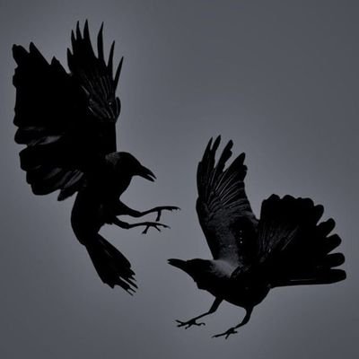 DeadHawk26's profile picture. ASOIAF side acc | Proshipper | RT Heavy | 🪦🕊️🔞 | Follow at your own risk