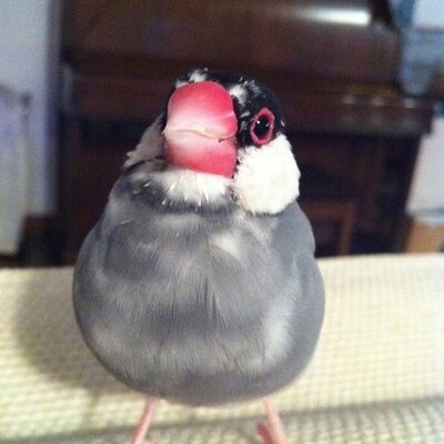 Renji_ETH's profile picture. sidelined? NFA