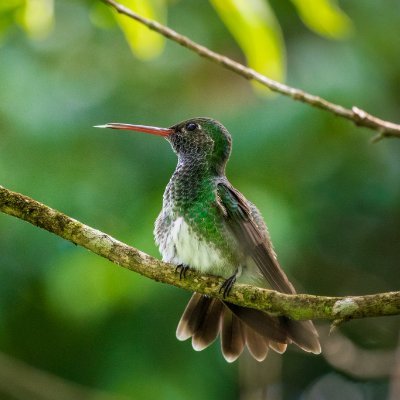 GoodBoy7681's profile picture. hunting @LifeFormsNFT REFLECTED