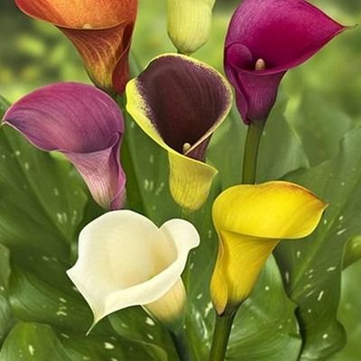 BouchraNyazi's profile picture. 