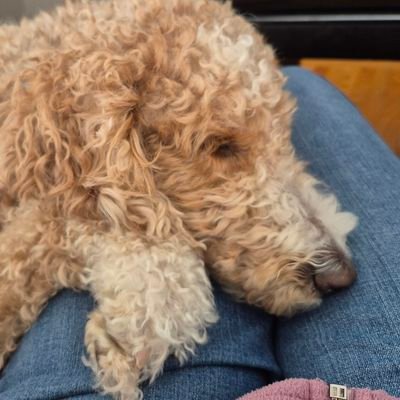 AlyssaJ412's profile picture. ✡️, mother, wife, dog mom, prochoice, 🇺🇲, 🇮🇱, 🇺🇦,
native Pgher  🖤💛
#LetsGoPens 🐧🏒
  she/her