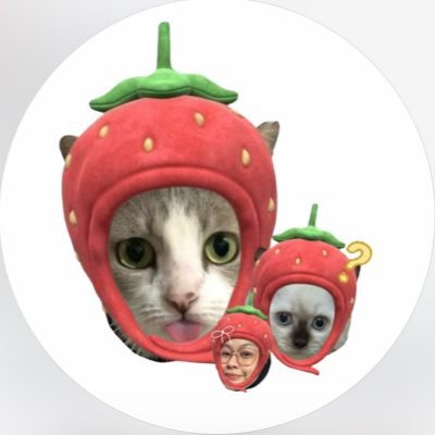 babyipapa's profile picture. halo gusiii kenalin kita kucing bekasi :p‼️ | 🪄700k on dipidiyini tiktok | 🪄 81k on babyipapa instagram 🍉🍉🍉