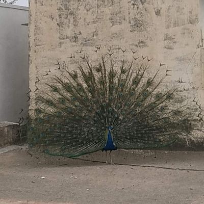 vijaysingh_08's profile picture. No, thanks!