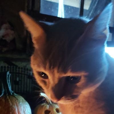 pressedfaery's profile picture. Well over 18. Mastodon pressedfaery@mastodon.social
instagram @pressedfaery 
Tumblr 13th Faery pressedfaery bluesky @pressedfaery.bsky.social