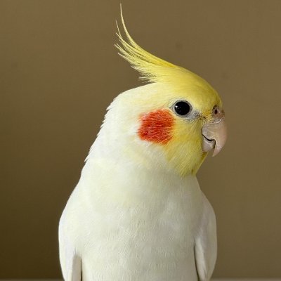 igkhv8's profile picture. Gentle personality, passionate about world travel, especially Europe and the United States. I enjoy hiking and am also enthusiastic about researching the future