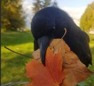 Cassiciacum14's profile picture. 