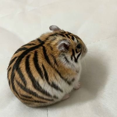 ezzie_raa's profile picture. no.1 silliest goober
i love lee dokyeom from seventeen