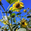 Debra Garrett - @garrett_debra - Twitter