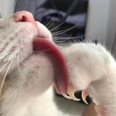 kediheweskari's profile picture. eş zamanlı windows, macos, android, pados kullanıcısı