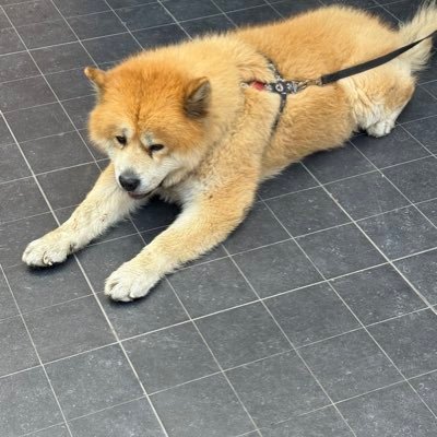 Gooby365301's profile picture. 