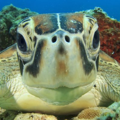 archiewinbray's profile picture. everyone’s favorite sea turtle