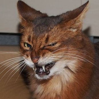 dedenthedeviant's profile picture. Hellspawn orange cat

https://t.co/b1uYC4iNN1