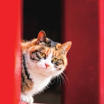 Nuraaliauwalu's profile picture. ICT and stock market
analysis and cyprot