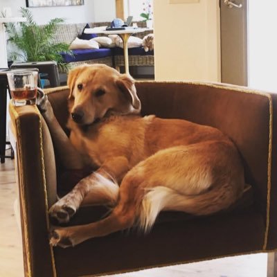 Lagofrog86's profile picture. Here for Pulsechain, TCU Horned Frog football and Leicester City Foxes football