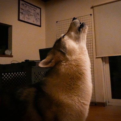 mugi99747's profile picture. 北国でのちょっぴりプリミティブな暮らし