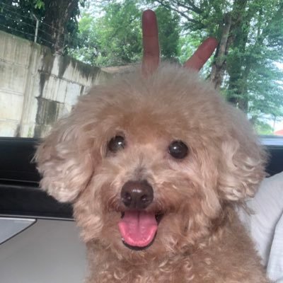 touwufu's profile picture. (20) belcore 🇮🇩 + note app + no standards