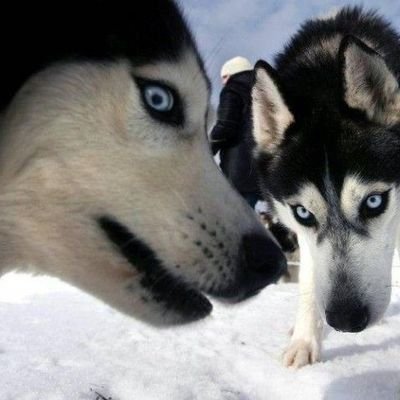 LaGord4P0lenta's profile picture. si me haces polenta, te amo