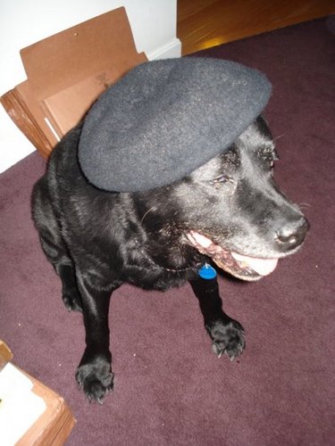 It's a dog's life! Well, it was.