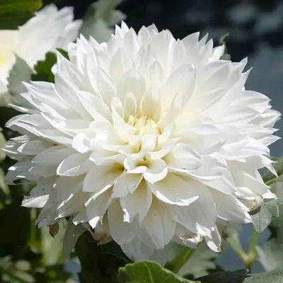 ChefoChen1391's profile picture. 