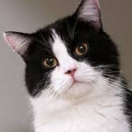 paolito123bello's profile picture. Obvio