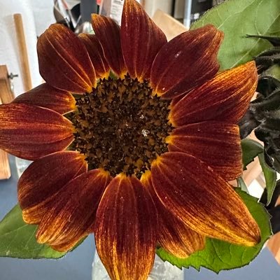 lucybball's profile picture. Mom, Grandmom, statistician; MI, Lung cancer, and RA survivor and advocate; sports lover, 'Nole for life, Floridian transplanted to Vermont.