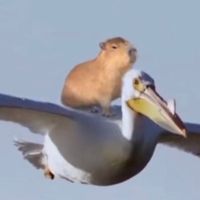 f258hg's profile picture. 카피바라의 효능: 상대의 마음을 읽을 수 있으며 생각을 조종할 수 있습니다. 카피바는 못합니다.