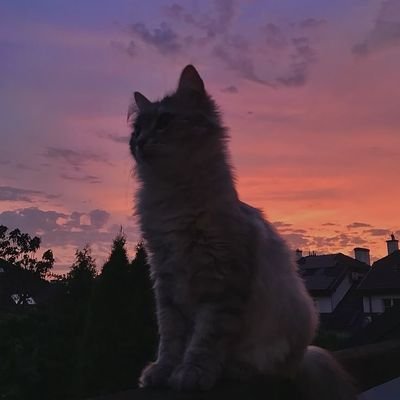 Ailyshxo's profile picture. starbruised