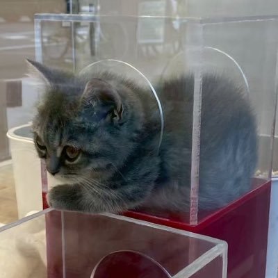 zenemc2's profile picture. 無言フォローお許しください