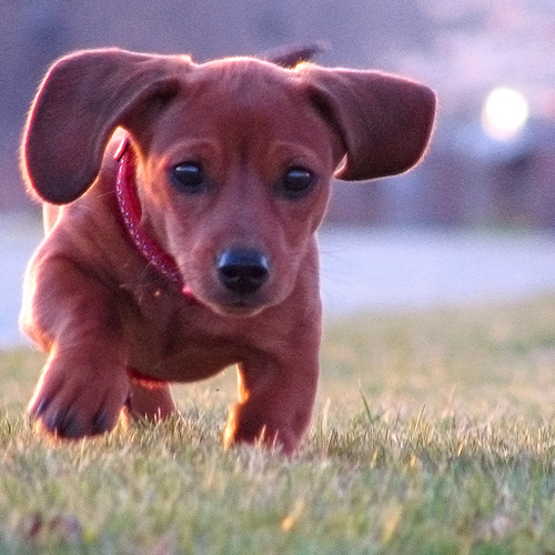 見た通り犬ですね ミニチュアダックスフントのスムースです サッカー好きです（主にジュビロ磐田） 気が向いた時ぼけ気味につぶやきます & 唐突にあなたのTweetに突っ込み入れるかも フォロー / 話しかけ / 突っ込み は「挨拶不要」でお気軽に(*´∀`*) ※最近卑猥な捨て垢にフォローされるので捨て垢はブロック対処